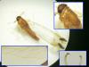 Baetis sp.